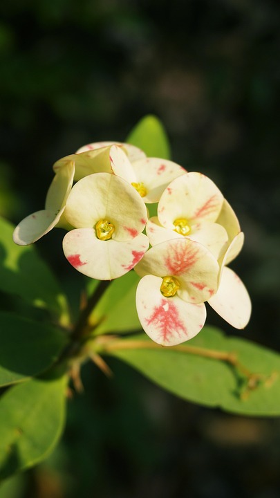 花破仙花园 Pixabay上的免费照片 花破仙花园 Pixabay上的免费照片