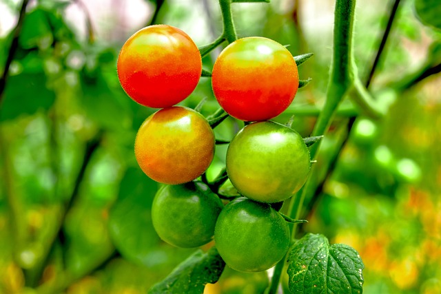 Free Cherry Tomatoes Tomato photo and picture