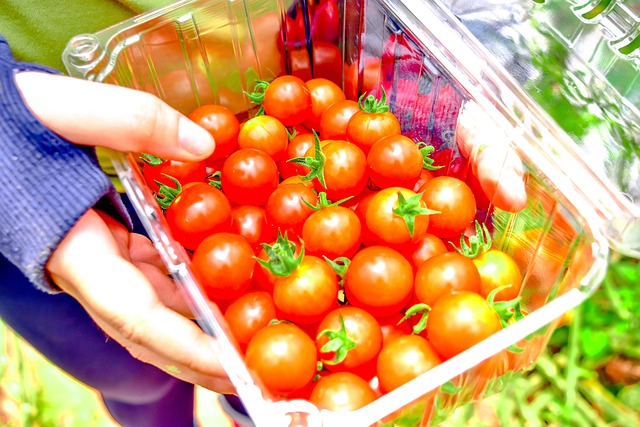 Free Cherry Tomatoes Harvesting photo and picture