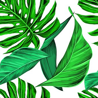 แผ่น, เขตร้อน, Monstera, ฤดูร้อน