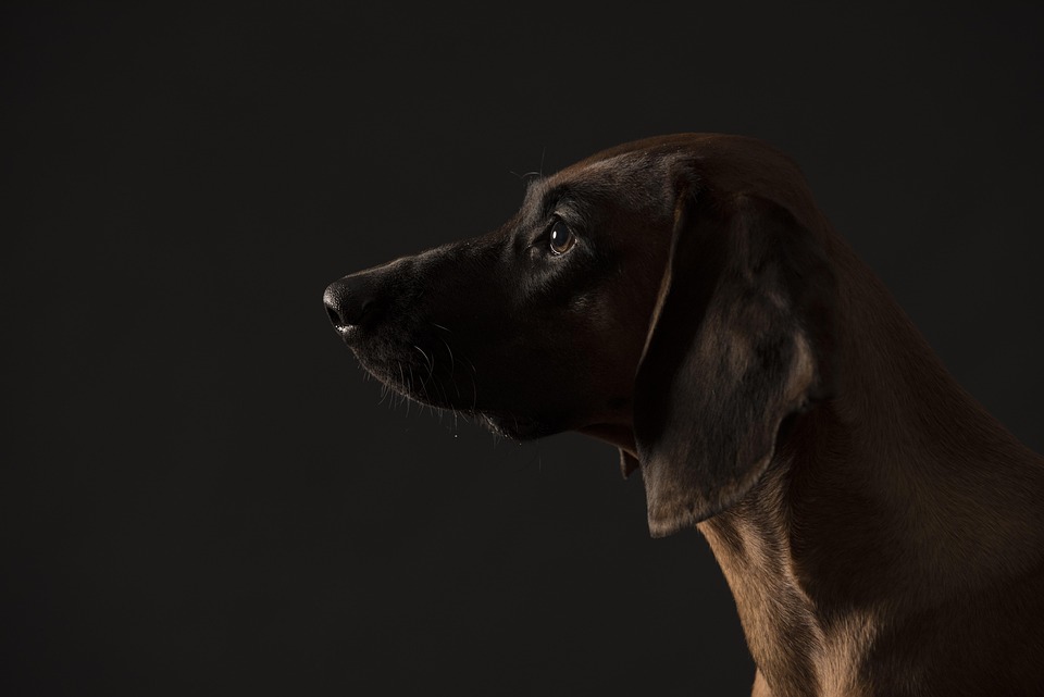 バイエルン山ブラッドハウンド 肖像の犬 Pixabayの無料写真