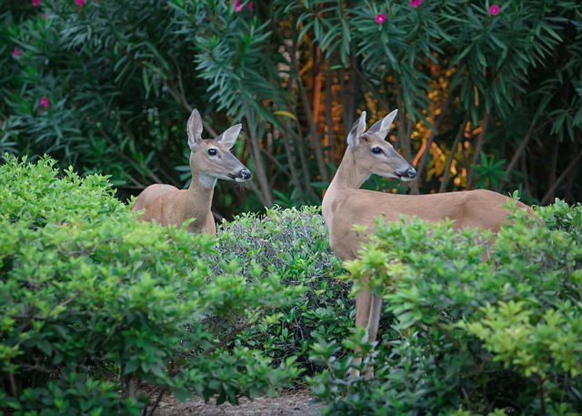 Free Deer Urban Deer photo and picture