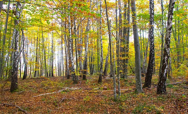 Free Nature Forest photo and picture