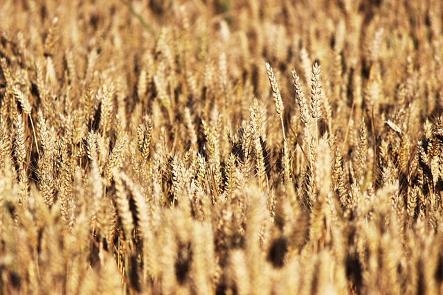 Free Grain Wheat photo and picture