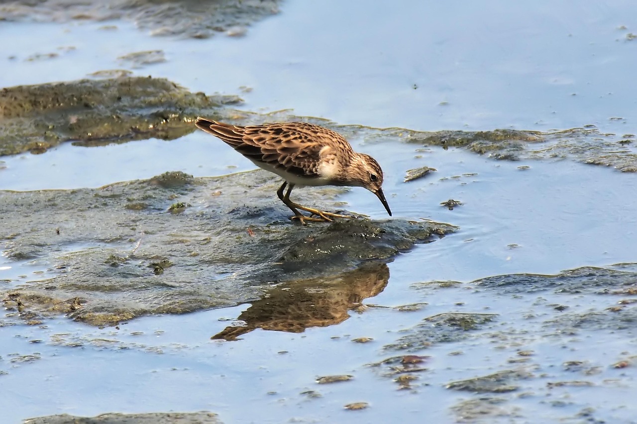 Download free HD stock image of Migratory Bird Free Migratory Bird photo and picture