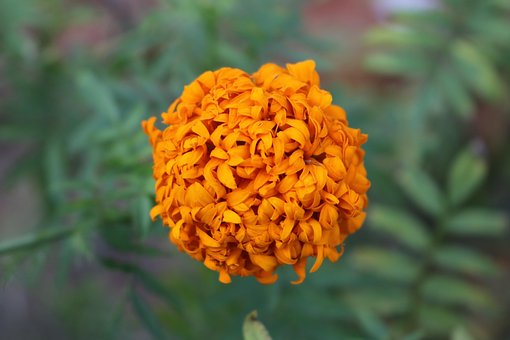Free Macro Flower photo and picture