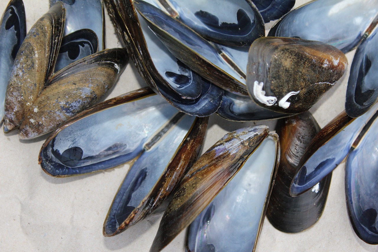 Mussels Shells Shellfish Free photo on Pixabay Pixabay