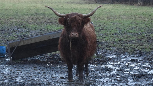 Free Highland Cows Scotland photo and picture