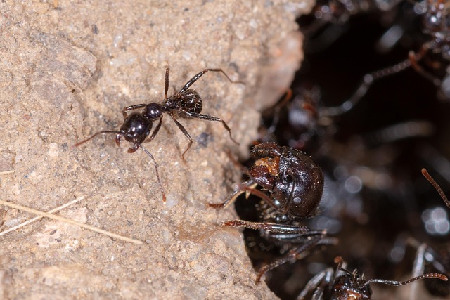 Free Ant Insect photo and picture