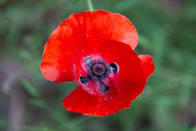 Free Poppy Flower Wallpaper photo and picture