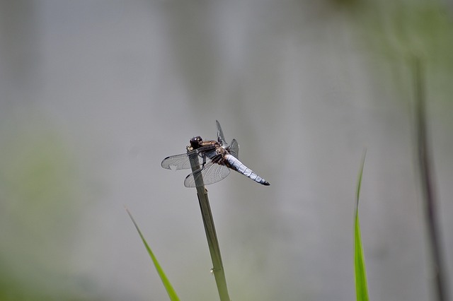 Libelle, Natur, Insekt, Makro
