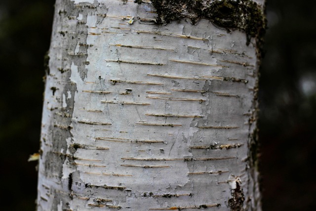 Tree Bark - Free photo on Pixabay