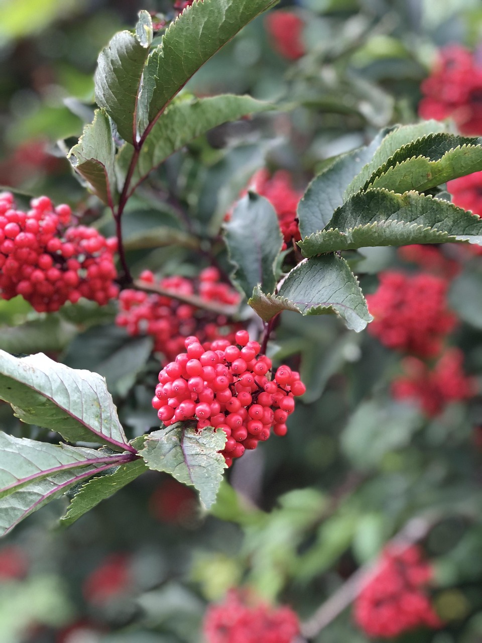 Plante Baies De Sorbier La Nature - Photo gratuite sur Pixabay - Pixabay