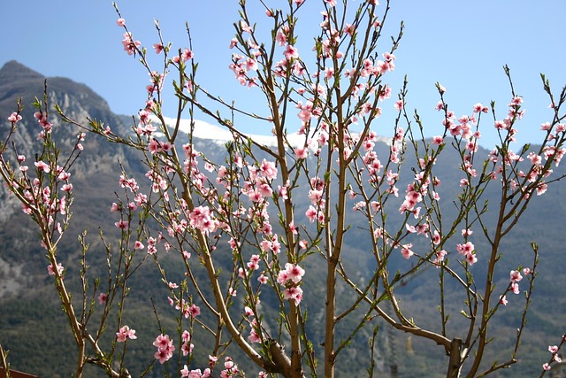 Free Spring Flowers photo and picture