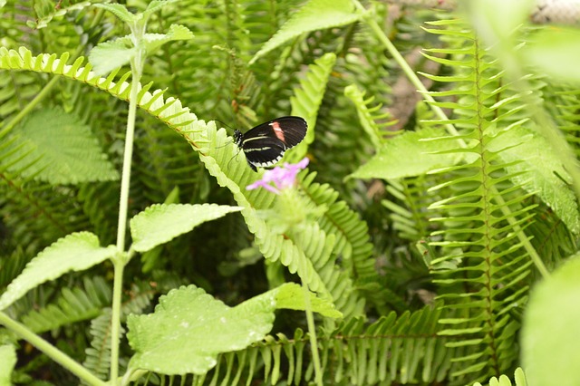 Free Butterfly Nature photo and picture
