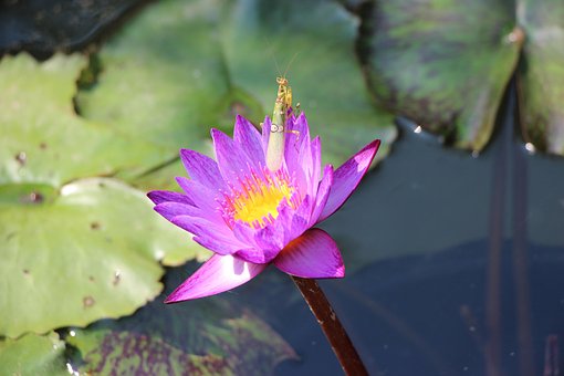 Free Flower Beautiful Nature photo and picture