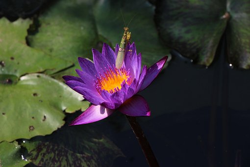 Free Flower Beautiful Flowers photo and picture