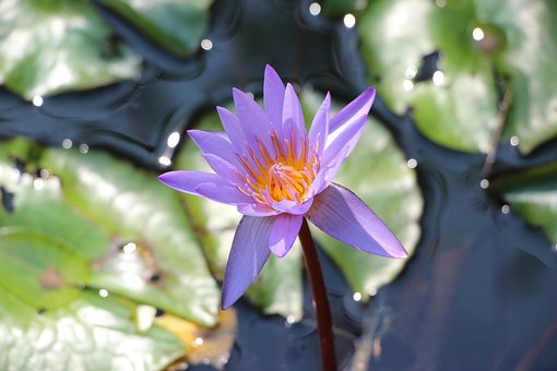 Free Flower Lotus photo and picture