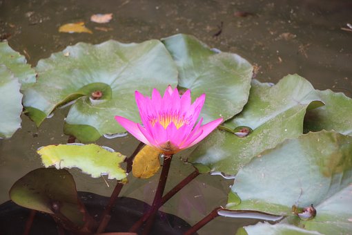 Free Flower Lotus photo and picture