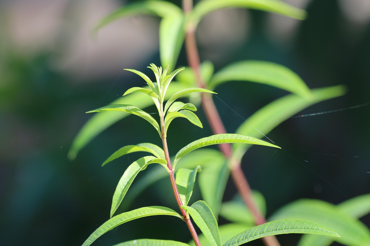 Citronella, Giardino, Verde, Fogli