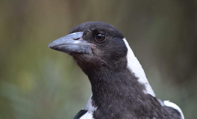 Free Magpie Nature photo and picture