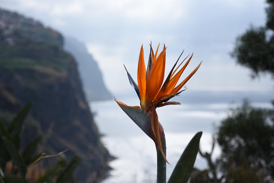 From Coast to Peaks: Your Guide to a Memorable Madeira Road Trip