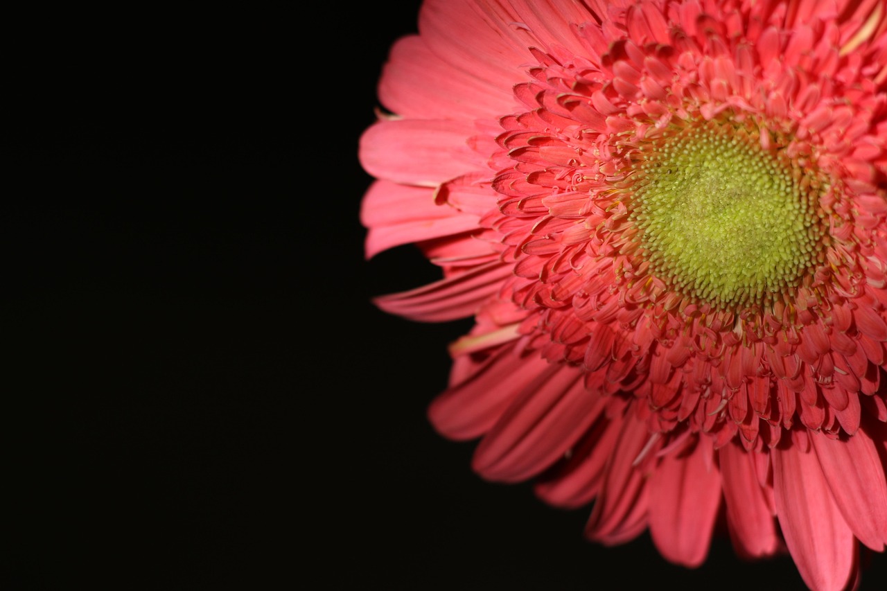 花 非洲菊 粉色的 - Pixabay上的免费照片 - Pixabay