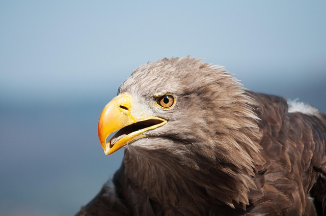 Free Bird Birds Of Prey photo and picture