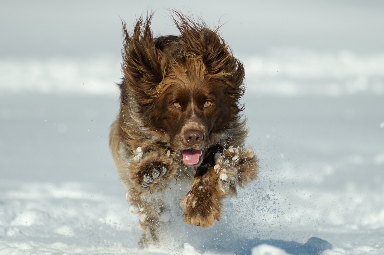 Dog Nature Animal Domestic Free Photo On Pixabay dog-nature-animal-domestic-free-photo-on-pixabay