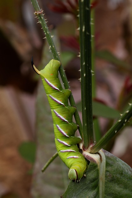 Insekter, Larver, Sphinx Ligustri