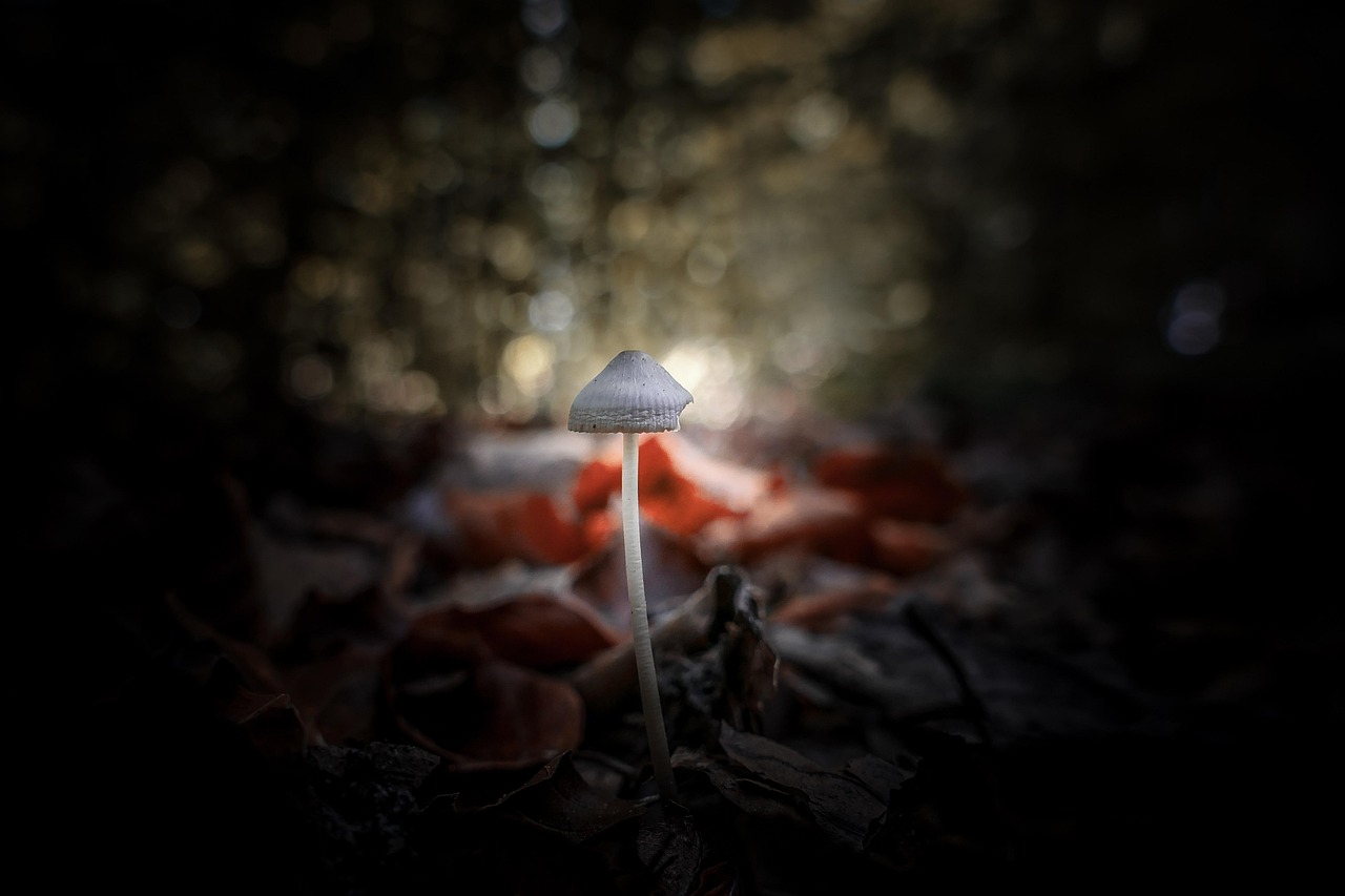 Mushed Shrooms Kingdom