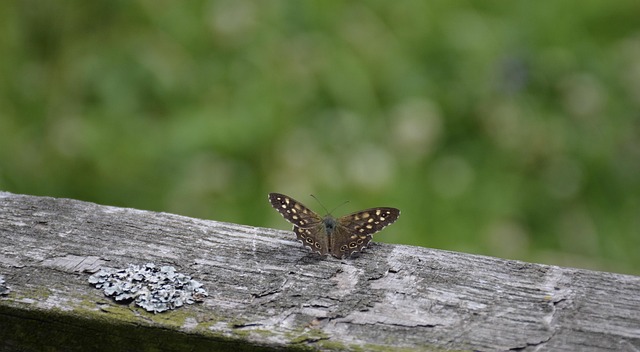 Free Bug Butterfly photo and picture