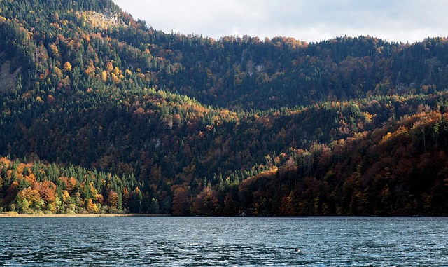Free Fall Forest photo and picture