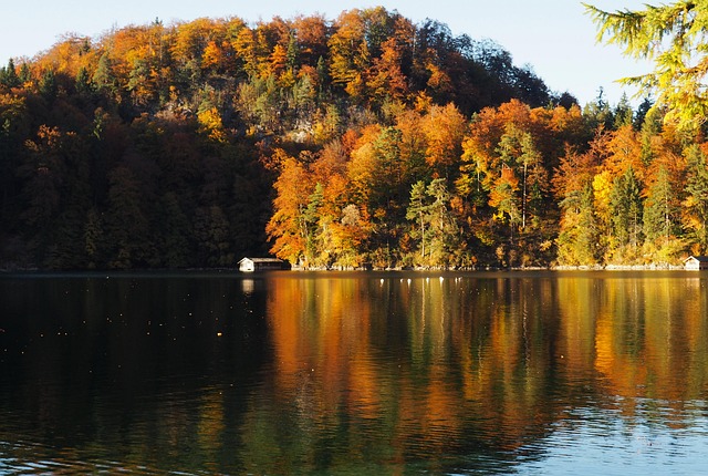 Free Fall Forest photo and picture