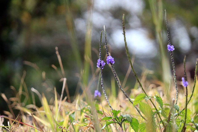 Natur, Blumen, Wiesen, Feder