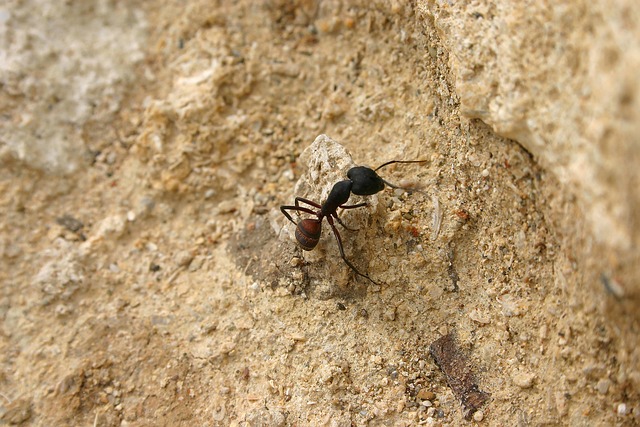 Free Ant Sand photo and picture