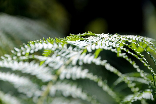 Free Nature Green photo and picture