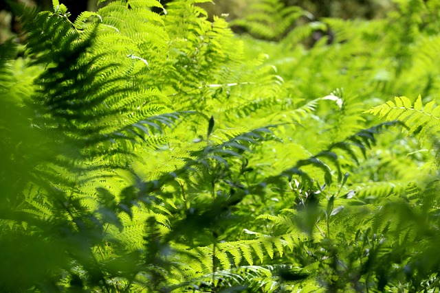 Free Nature Forest photo and picture