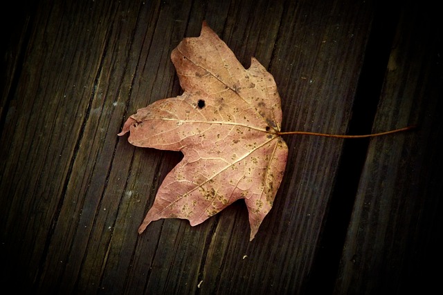 Free Leaf Table photo and picture