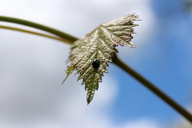 Free Leaf Flower Background photo and picture