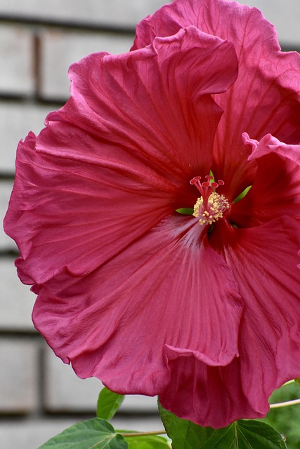 Free Hibiscus Pink photo and picture