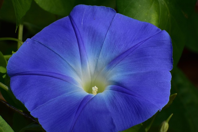 Free Morning Glory Vine photo and picture