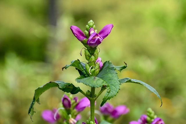 Free Flower Garden photo and picture