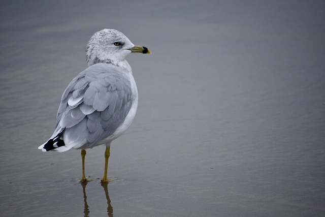 Free Seashore Water photo and picture