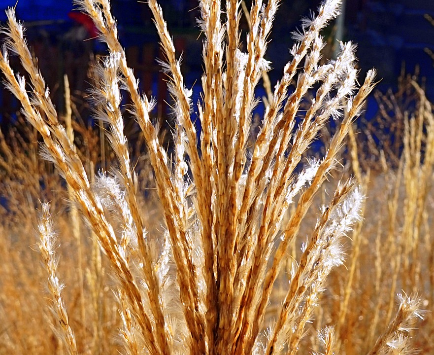 Gras Halme Grashalm - Kostenloses Foto auf Pixabay