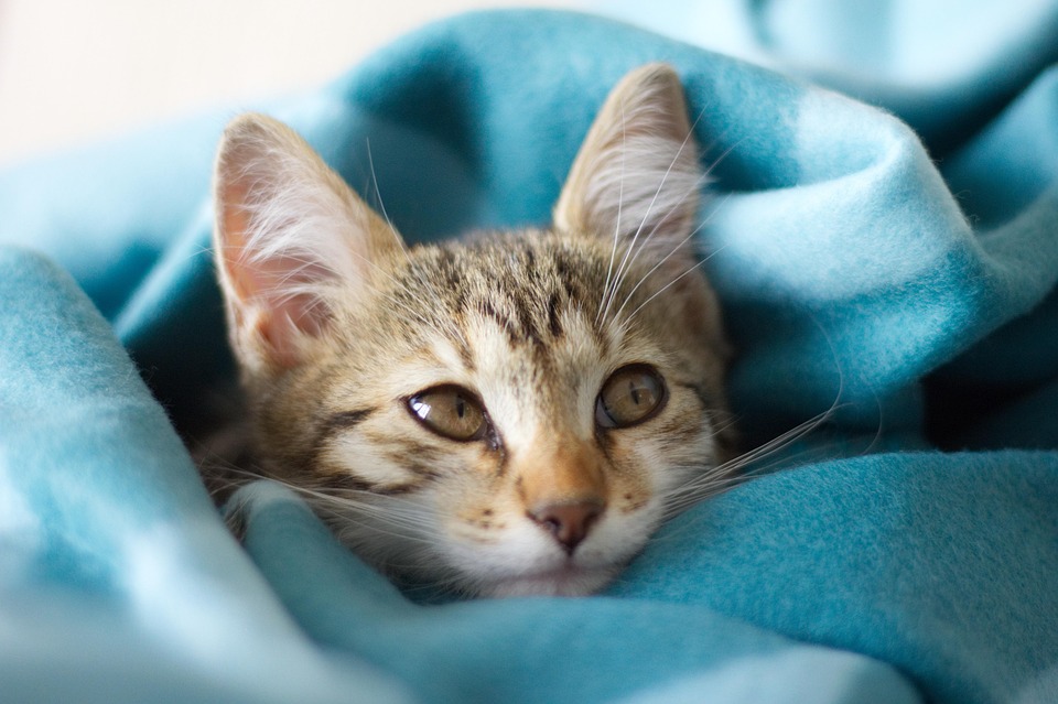 kitten cat pet free