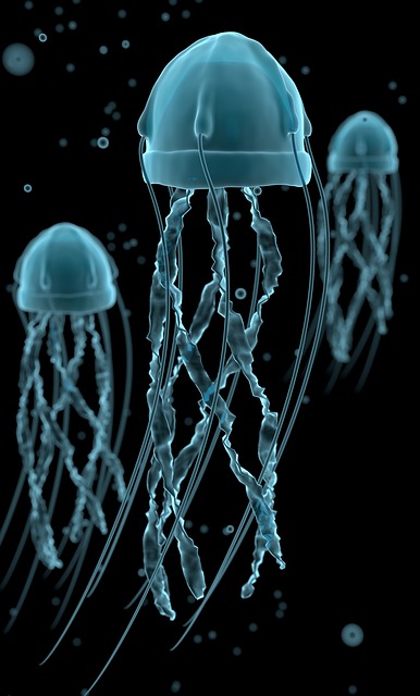 Free jellyfish ocean underwater illustration