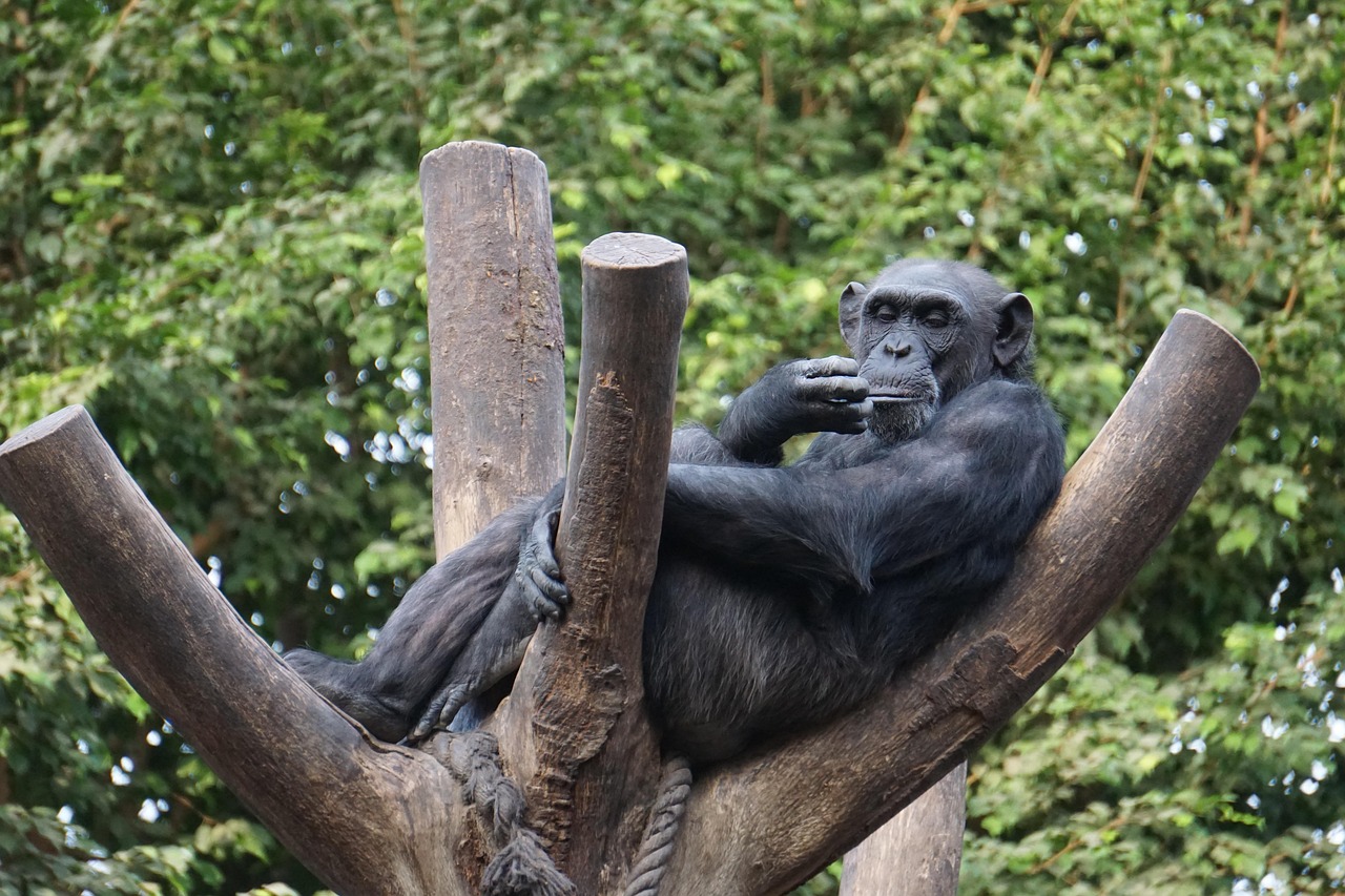 Aap Dierentuin Dieren In Het Wild Gratis Foto Op Pixabay Pixabay Aap Dierentuin Dieren In Het Wild Gratis Foto Op Pixabay Pixabay