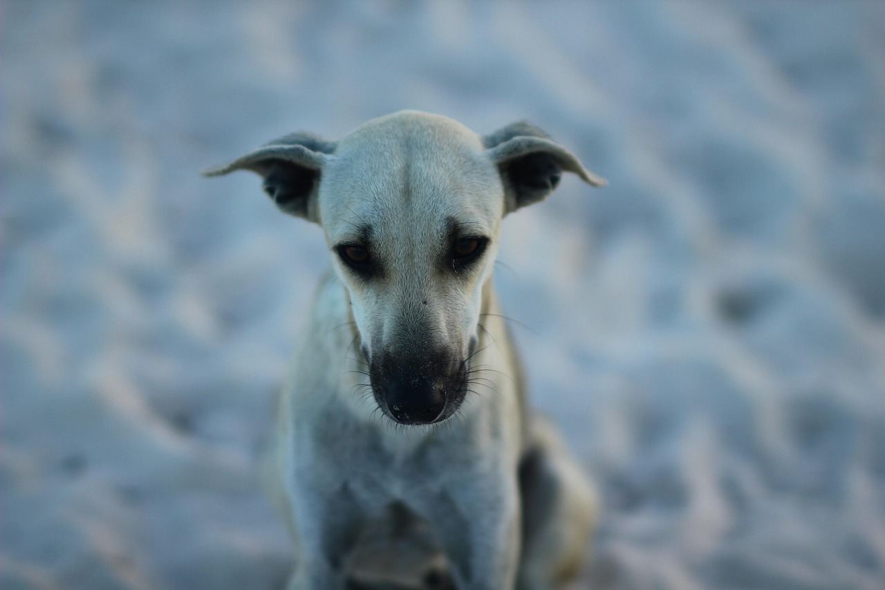 犬 ビーチ ドミニカ共和国 - Pixabayの無料写真