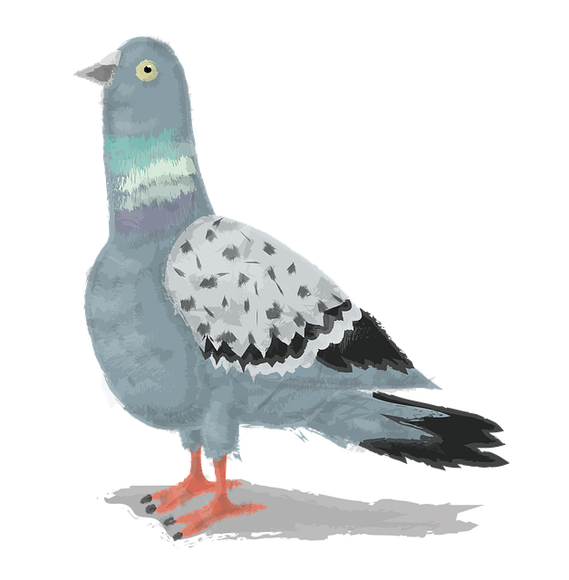 Duif, Vogel, Stad, Dieren In Het Wild